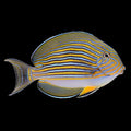 Clown Tang 3-4” (Acanthurus lineatus)
