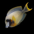 Chocolate Tang 3-4” (Acanthurus pyroferus)