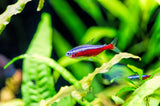 Neon Tetra (Paracheirodon innesi)