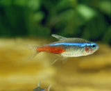 Neon Tetra (Paracheirodon innesi)