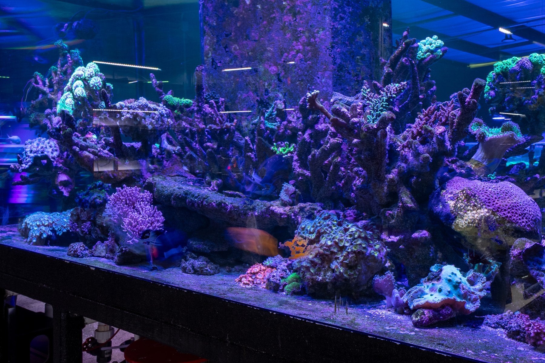 Coral colonies in the TAP reef display