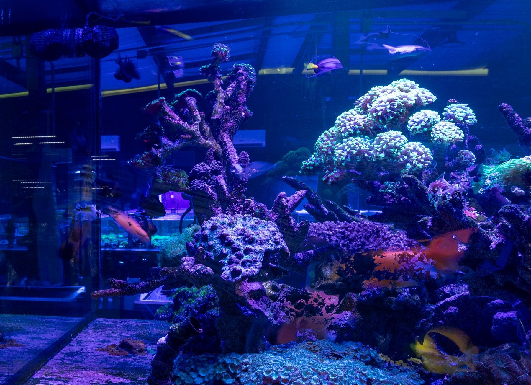 Glowing hammer coral colony in the TAP reef display